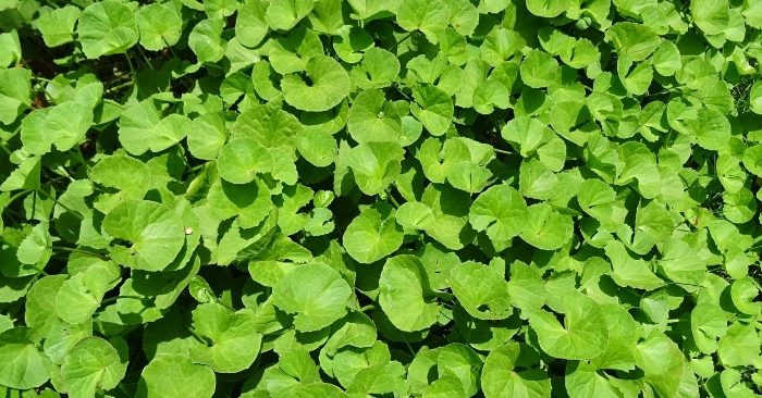 Cây rau má là một loại dược thảo có tính bổ dưỡng rất cao, chứa nhiều sinh tố, khoáng chất, chất chống oxy hoá...