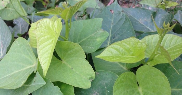 Lá rau khoai lang: được mệnh danh là rau trường thọ
