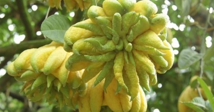 Quả phật thủ với công dụng chữa bệnh tuyệt vời