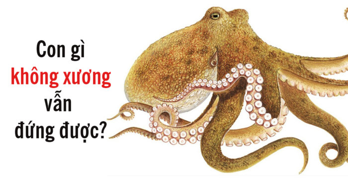 Câu đố: Con gì không xương vẫn đứng được??