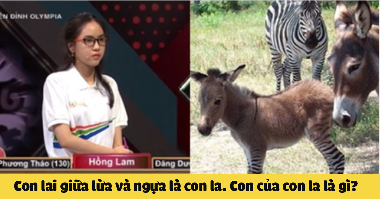 Câu đố làm khó thí sinh olympia