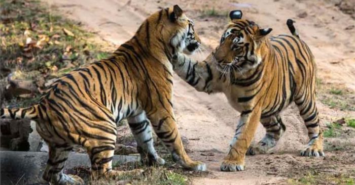 Luyện nghe tiếng Trung qua truyện ngắn ý nghĩa: Hai con hổ