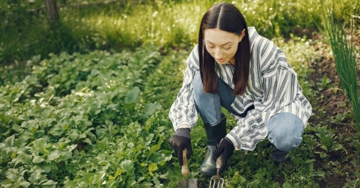 Trồng rau tại nhà đơn giản đảm bảo an toàn vệ sinh