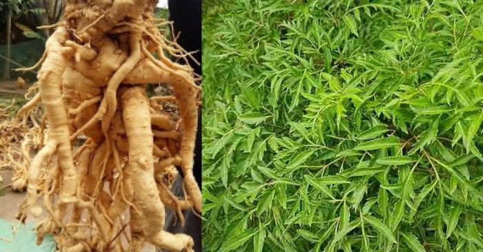 Cây đinh lăng được Hải Thượng Lãn Ông – nhà đại danh y của dân tộc Việt Nam gọi là “cây sâm của người nghèo”. Bởi nó có những tính chất như nhân sâm, nhưng lại là loại cây dễ trồng, dễ tìm.