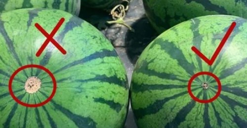 Chọn dưa hấu ngọt lịm.