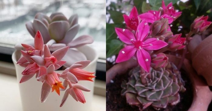 bao nhiêu ở đâu giá một cây, đẹp để bàn các loại, có ăn được không, tác dụng, công, mua bán.