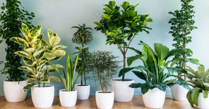 Nên trồng trong nhà 10 loại cây cảnh này vì vừa thanh lọc không khí lại giúp gia chủ tấn tài tấn lộc
