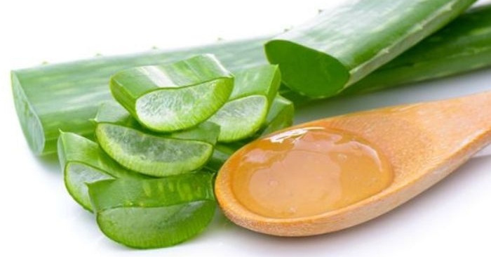 Cây nha đam còn có tên là lô hội, long tu, lưỡi hổ... Tên khoa học: Aloe vera L . Theo Đông y, nha đam vị đắng, tính hàn. Vào kinh can, tỳ, vị, đại trường. Có tác dụng thông đại tiện, thanh nhiệt, mát gan, sát trùng, thường dùng làm thuốc xổ trị táo bón, chữa viêm loét dạ dày, làm lành vết thương, bệnh ngoài da, thông kinh nguyệt, sỏi niệu, đái tháo đường... Trong lá nha đam có lớp thịt gọi là gel nha đam – gel này chứa vitamin A, C và E đóng vai trò như chất chống oxy hóa, giúp cơ thể chống lại các gốc tự do