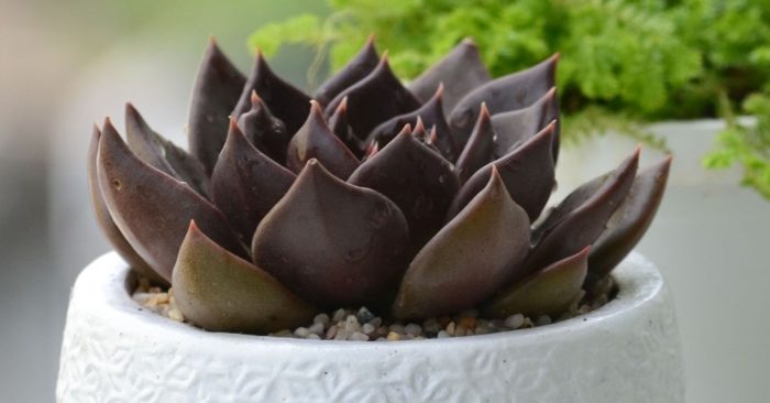 hỗ trợ cải thiện, tăng cường tập trung tinh thần sảng khoái, thoải mái, giảm căng thẳng hiệu quả