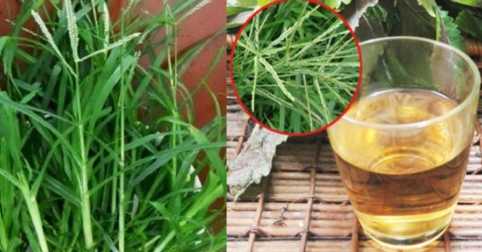 Cỏ mần trầu: thảo dược tự nhiên chữa được nhiều loại bệnh.