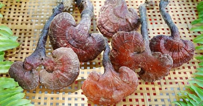 Nấm lim xanh tên khoa học là Ganoderma lucidum Karst hoặc Polyporum lucidus W. Curt, thuộc họ nấm Lim. Đây là loại thảo dược quý đã được sử dụng làm thuốc trong Đông y từ cách đây hơn 2.000 năm.