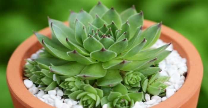 Những loại sen đá khó trồng - cách chọn sen đá; mẹo nhân giống, rụng lá, héo, úa thối rễ, cách trồng bằng lá.
