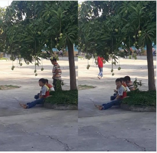 Hình ảnh học sinh 'thờ ơ" với những trái xoài ngay bên cạnh.