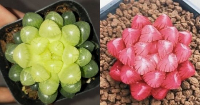 Làm sao để sen đá đột biến và đổi màu; quý hiếm; nhất thế giới; Các loại; giống mới; đẹp; Chậu mini