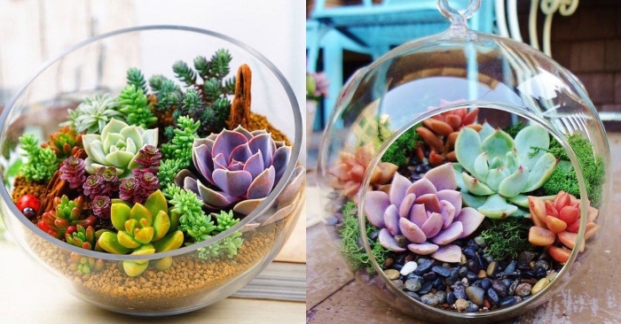 Làm sao để; đột biến và đổi màu; quý hiếm; nhất thế giới; Các loại; giống mới; Ý nghĩa phong thủy