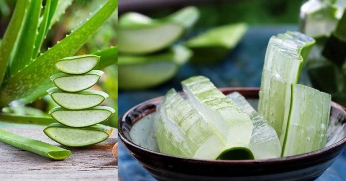 Ăn nha đam sống có tác dụng gì? Nhiều nghiên cứu đã cho thấy ăn nha đam từ lá nha đam tươi có nhiều lợi ích sức khỏe như: giảm chỉ số đường huyết, ức chế viem nhiễm, giảm mảng bám trên răng, tăng cường trí nhớ …