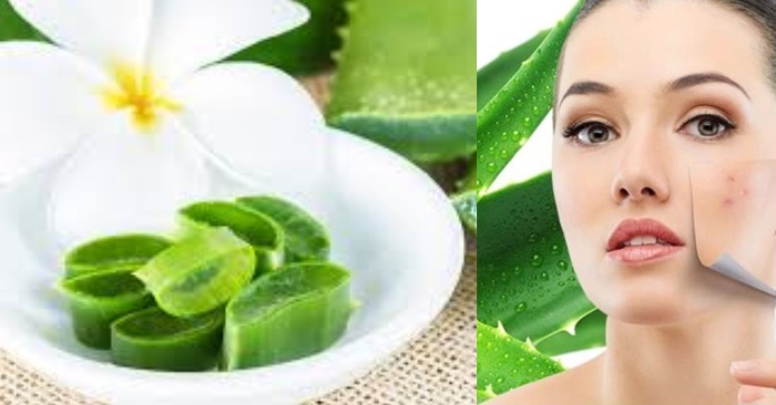 Nha đam được xem như một nguyên liệu làm đẹp đa năng và hiệu quả với tính chất dịu nhẹ, phù hợp với mọi loại da. Cách sử dụng gel nha đam nguyên chất để làm đẹp, giúp làm dịu da hư tổn, giữ ẩm và duy trì sự sáng khỏe cho da