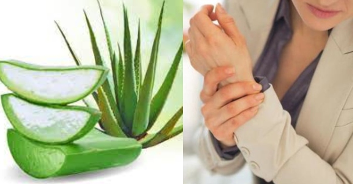 Cây nha đam có chứa nhiều dưỡng chất giúp tiêu viêm, giảm đau nhức, sưng tấy do các bệnh về khớp gây ra.