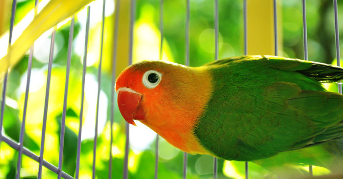 Chuyện cảm động về chú Vẹt
