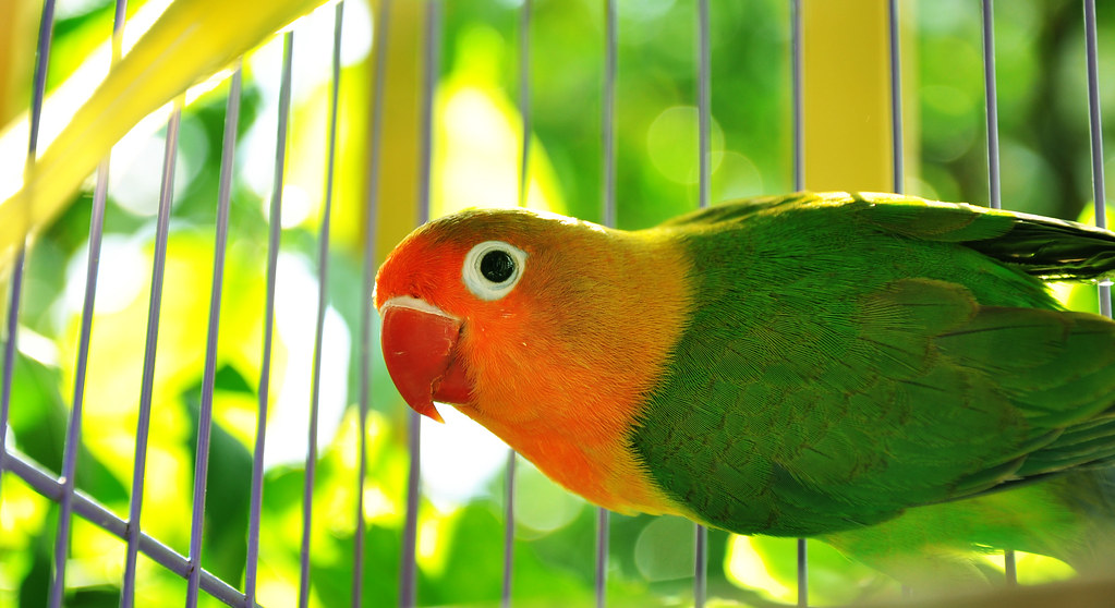 Chuyện cảm động về chú Vẹt