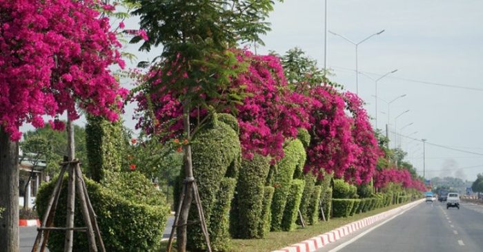 lãnh 7 năm tù vì cưa 24 gốc hoa giấy tại TP. Vũng Tàu