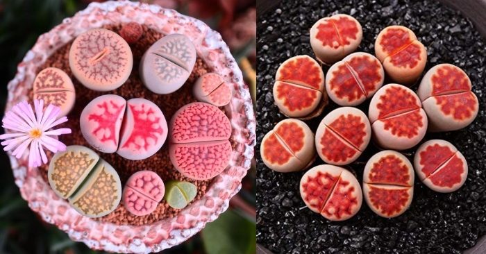 Giá sen đá mông Lithops - Cách chăm sóc để cây nhanh ra hoa