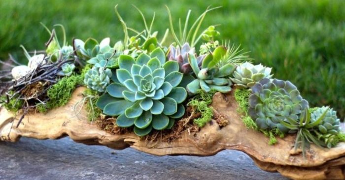 Kinh doanh sen đá; cách kinh doanh xương rồng lợi nhuận cao; nguồn hàng sỉ sen đá; nguồn hàng sỉ xương rồng;
