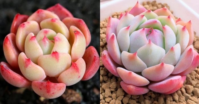 Sen đá bánh bao lửa - xanh - hồng- tím