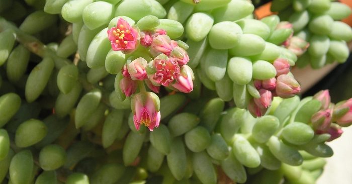 Sen đá chuỗi ngọc – ý nghĩa và chăm sóc cây đúng cách