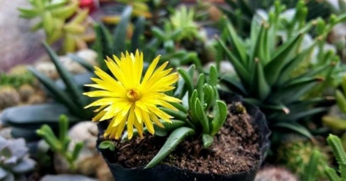 Sen đá cỏ ngọc mang ý nghĩa tuyệt vời cho người sở hữu