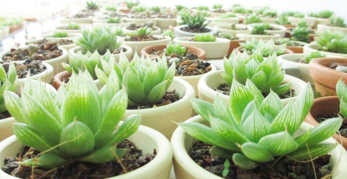 Sen đá dạ quang trắng mang ý nghĩa phong thủy cho gia đình
