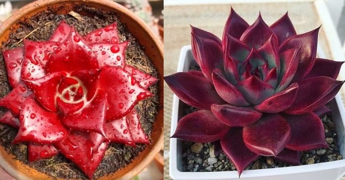 Sen đá đế vương đỏ, xanh, vàng, hồng, nâu, đen, viền đỏ