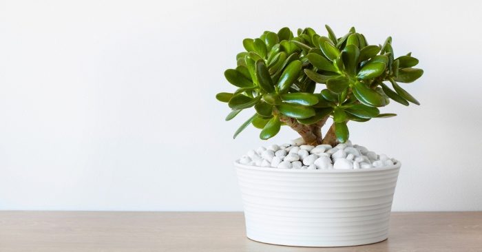 Sen đá ngọc bích – thạch bích mang lại may mắn giàu sang