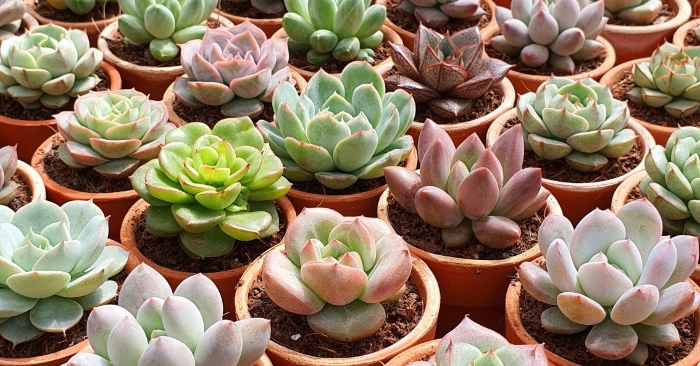 Các loại; (tên khoa học: Succulent) chi Echeveria, họ thuốc bỏng (Crassulaceae) 60 họ gần 400 loài một chậu; Cây thuộc họ hoa cúc;
