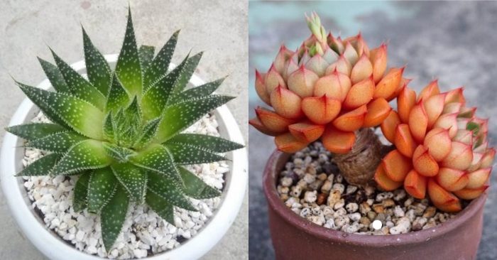 Sen đá sao biển, sen đá hải ly; giá sen đá sao biển; giá sen đá hải ly;