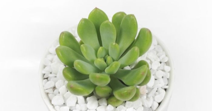 sen đá thược dược giá rẻ; mua sen đá thược dược ở đâu; cách chăm sóc sen đá thược dược;