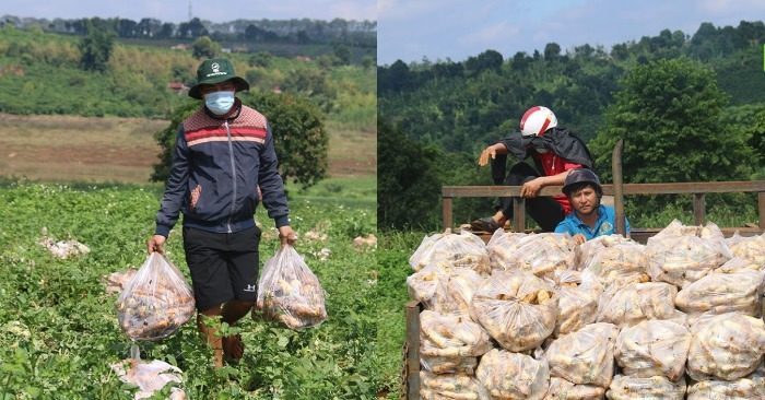 Anh nông dân Nguyễn Văn Kiều (bên trái) tặng người Sài Gòn toàn bộ vườn cải trắng 2,5ha