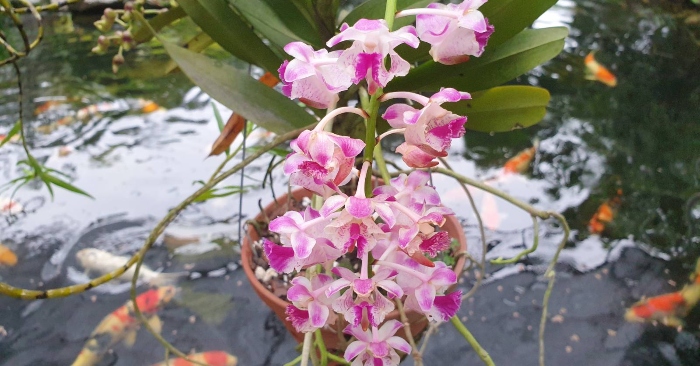 Các loại hoa lan có mùi thơm - Top 10+ loại có mùi thơm quyến rũ; Lan korat koki cách trồng mua
