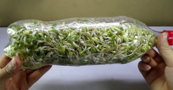 Mách bạn cách làm giá đỗ bằng chai nhựa vừa nhanh vừa nhàn không ngờ