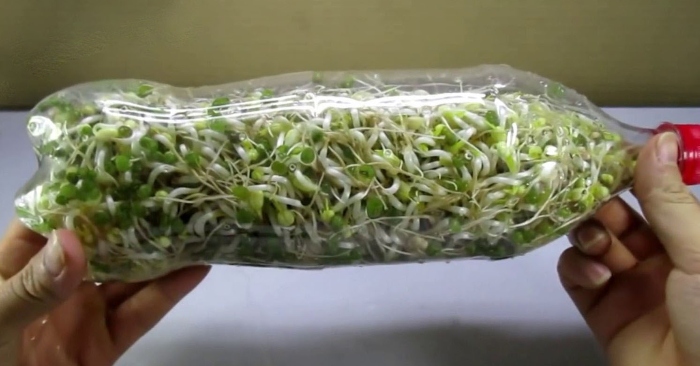 Mách bạn cách làm giá đỗ bằng chai nhựa vừa nhanh vừa nhàn không ngờ
