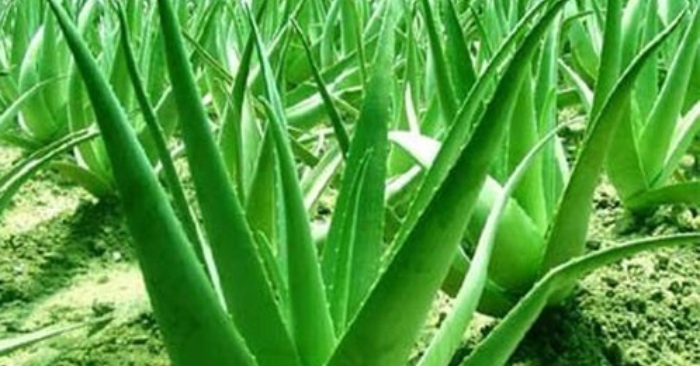 Hình ảnh cây nha đam; Giải pháp thông gió tự nhiên hiệu quả nhất; các bạn; vết thương; công dụng.