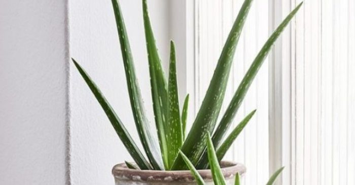 Số sánh nha đam Thái và nha đam Mỹ; chăm sóc; một số; trước khi; nguyên liệu; dưỡng da; bên trong.