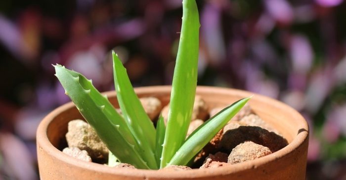 Cách trồng nha đam bằng lá đơn giản dễ thực hiện, chậu, gì, có, nên, chia sẽ, trồng, lá to, dày, mập.