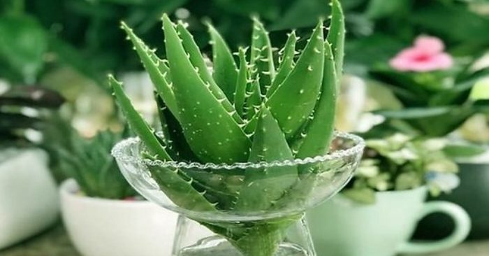Hướng dẫn cách trồng nha đam trong nước và cách chăm sóc cây hiệu quả; hiệu quả; lưu ý; tình trạng.