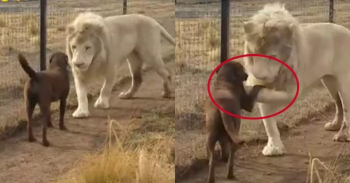 Video: Sư tử trắng khổng lồ 'bắt tay' chó gây sốt mạng xã hội