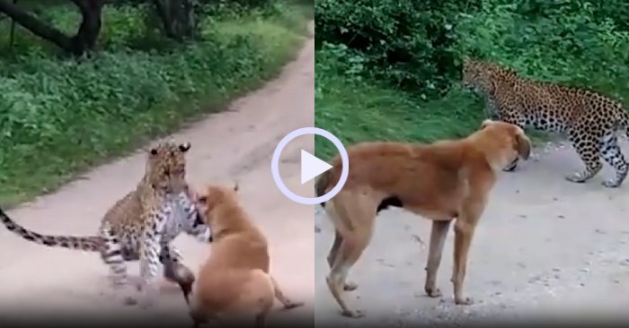 Video: Báo hoa mai bị 'mắng té tát' vì vồ chó nhà