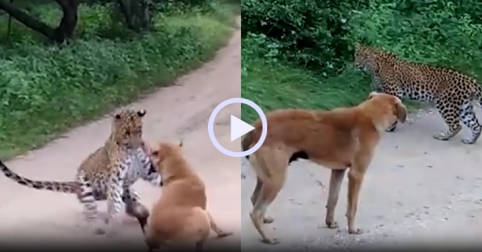 Video: Báo hoa mai bị 'mắng té tát' vì vồ chó nhà