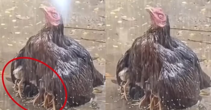 Video: Gà mẹ xòe cánh che chở đàn con dưới cơn mưa tầm tã