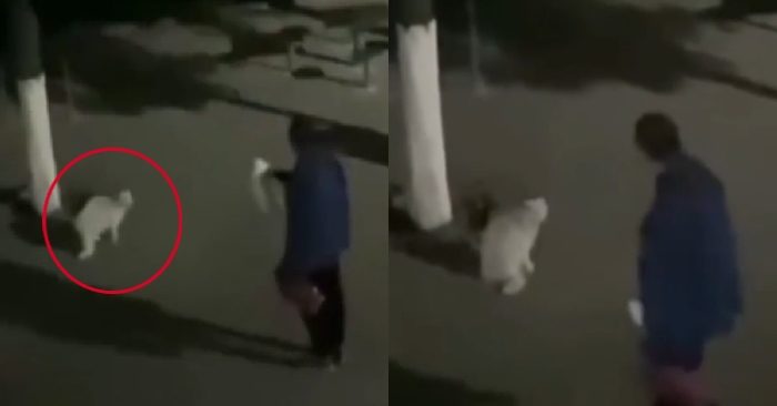 Video: Chú mèo bị thầy giáo mắng vì gây ồn giữa đêm