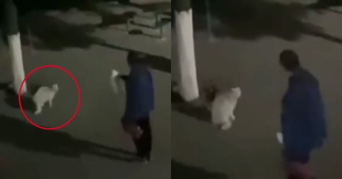 Video: Chú mèo bị thầy giáo mắng vì gây ồn giữa đêm